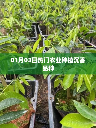 1月热门农业种植，沉香品种大热日