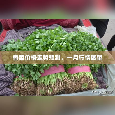 香菜价格走势预测，一月行情展望