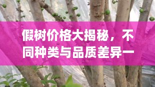 假树价格大揭秘，不同种类与品质差异一网打尽！