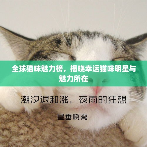 全球猫咪魅力榜，揭晓幸运猫咪明星与魅力所在