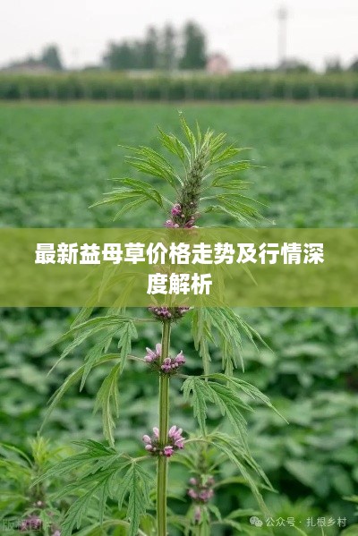 最新益母草价格走势及行情深度解析