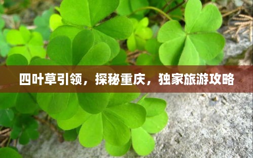 四叶草引领，探秘重庆，独家旅游攻略