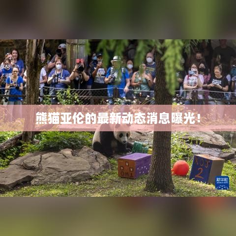 熊猫亚伦的最新动态消息曝光！