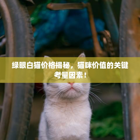 绿眼白猫价格揭秘，猫咪价值的关键考量因素！