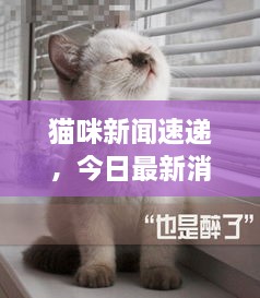 猫咪新闻速递，今日最新消息汇总