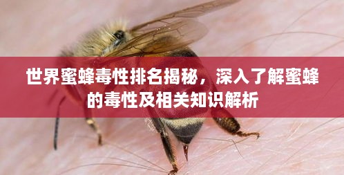 世界蜜蜂毒性排名揭秘，深入了解蜜蜂的毒性及相关知识解析