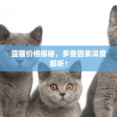 蓝猫价格揭秘，多重因素深度解析！