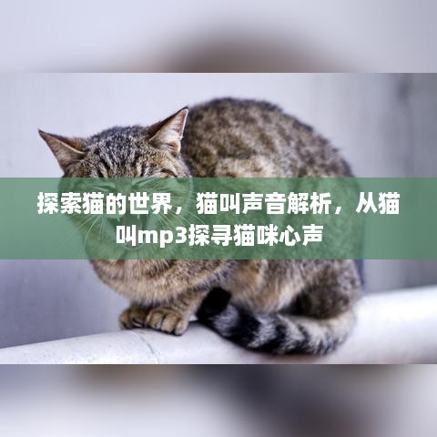 探索猫的世界，猫叫声音解析，从猫叫mp3探寻猫咪心声