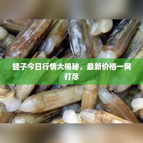 蛏子今日行情大揭秘，最新价格一网打尽