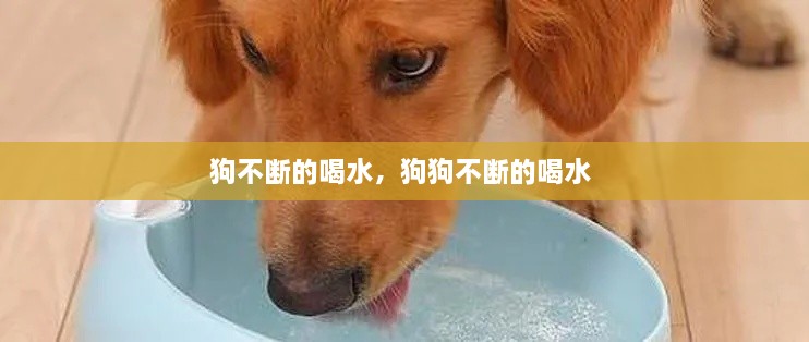 狗不断的喝水，狗狗不断的喝水 