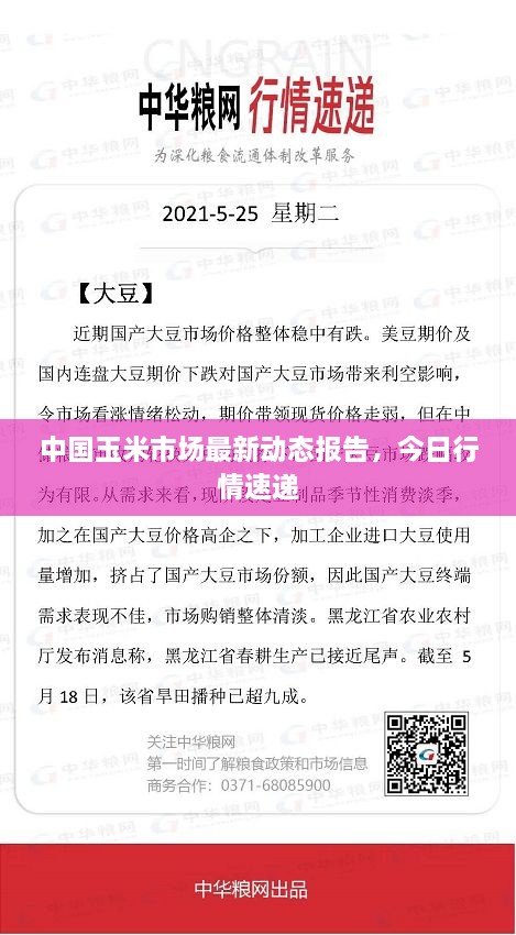 中国玉米市场最新动态报告，今日行情速递