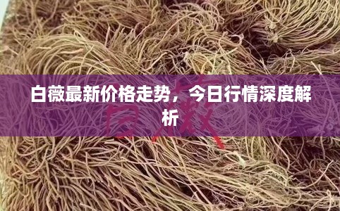 白薇最新价格走势，今日行情深度解析