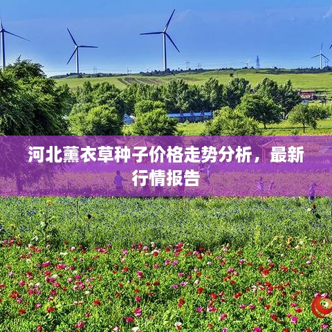 河北薰衣草种子价格走势分析，最新行情报告