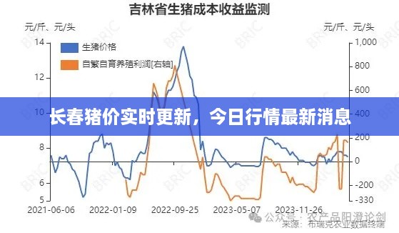 长春猪价实时更新，今日行情最新消息