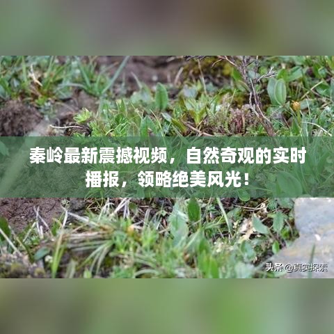 秦岭最新震撼视频，自然奇观的实时播报，领略绝美风光！