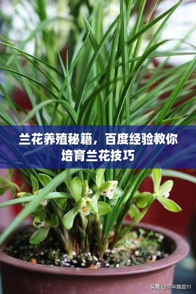 兰花养殖秘籍，百度经验教你培育兰花技巧