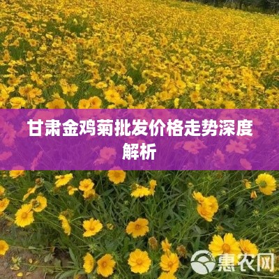 甘肃金鸡菊批发价格走势深度解析