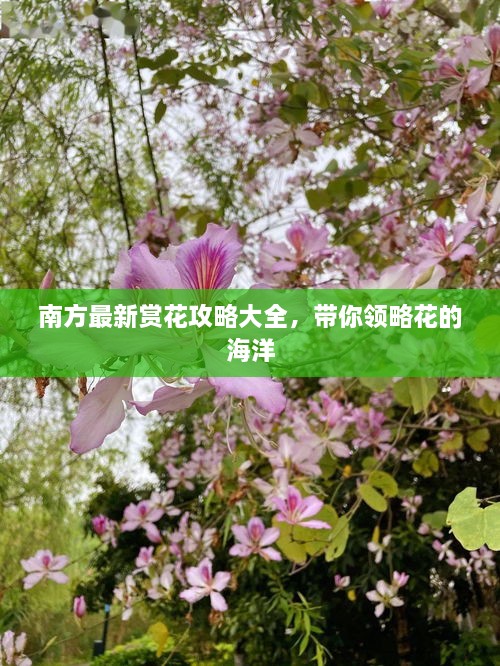 南方最新赏花攻略大全，带你领略花的海洋