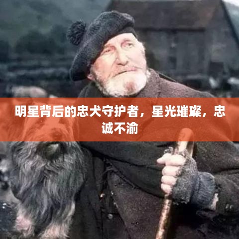 明星背后的忠犬守护者，星光璀璨，忠诚不渝