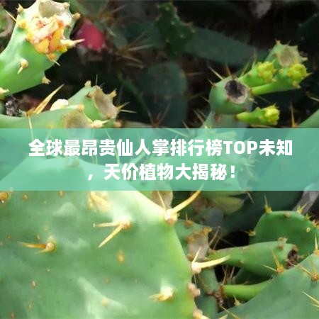 全球最昂贵仙人掌排行榜TOP未知，天价植物大揭秘！