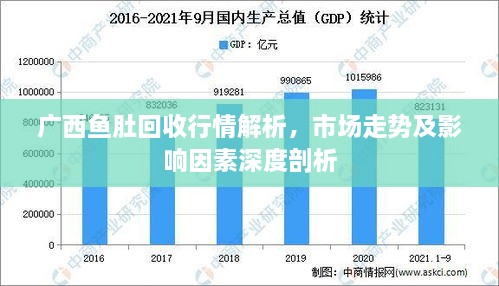 广西鱼肚回收行情解析，市场走势及影响因素深度剖析