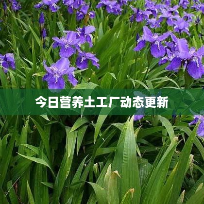 今日营养土工厂动态更新