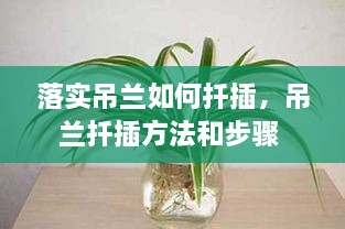 落实吊兰如何扦插，吊兰扦插方法和步骤 