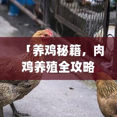 「养鸡秘籍，肉鸡养殖全攻略，百度经验分享」